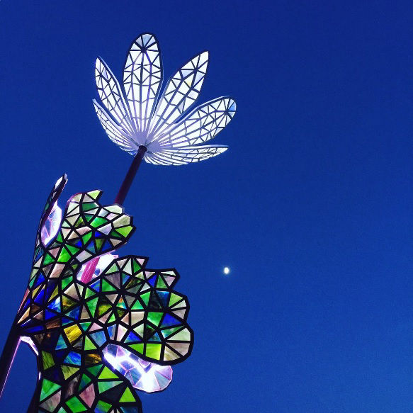 Bloodroot (photo by Chris Farias)